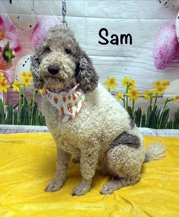 Sam
