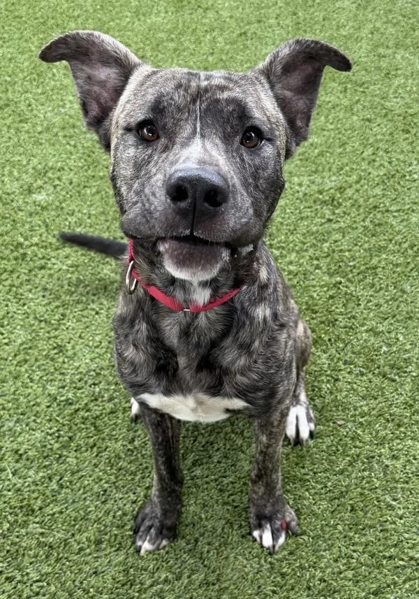 An adult medium-sized male Pit Bull Terrier dog named Moe Mentum for adoption in San Diego, CA