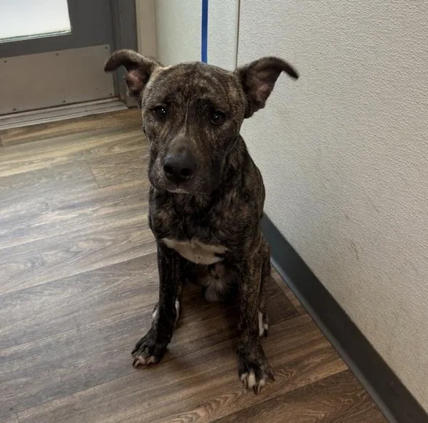 Moe Mentum thumbnail 3