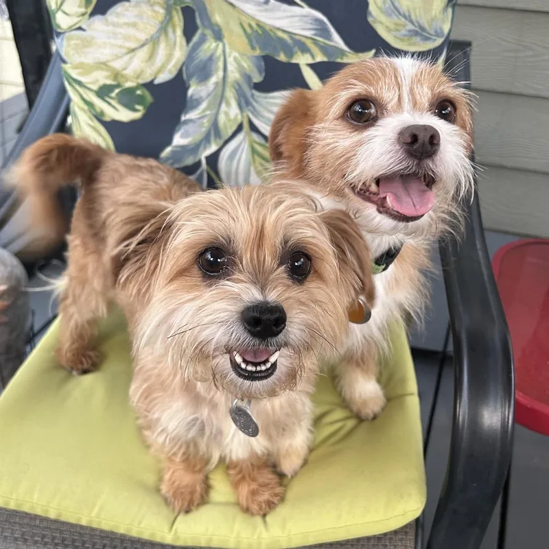 An adult small-sized male Yellow / Tan / Blond / Fawn Yorkshire Terrier dog named Archie Arthur for adoption in Houston, TX