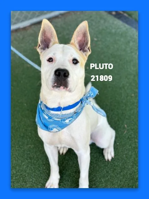 A young medium-sized male White / Cream Pit Bull Terrier dog named Pluto for adoption in Marietta, GA