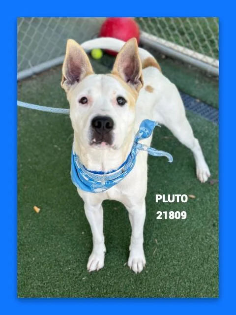 Pluto thumbnail 4