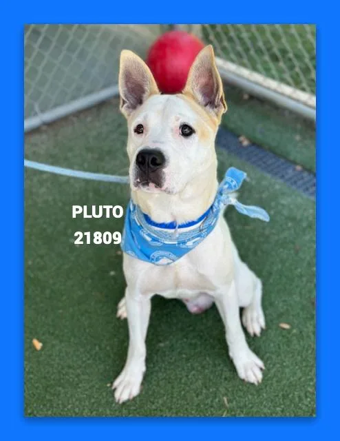Pluto thumbnail 5