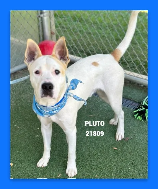 Pluto thumbnail 6