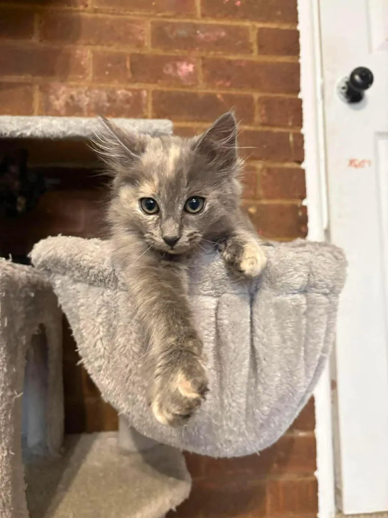A baby medium-sized female Dilute Calico Domestic Medium Hair cat named Dakota for adoption in Aberdeen, NC
