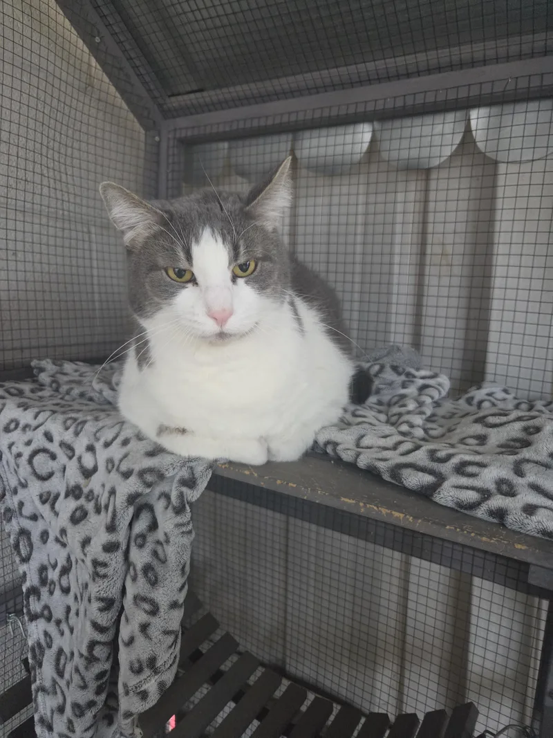 An adult large-sized male Gray & White Domestic Short Hair cat named Tubs for adoption in Oklahoma City, OK