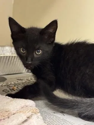 A baby small-sized male Domestic Short Hair cat named Porthos [Yellow] for adoption in Chamblee, GA