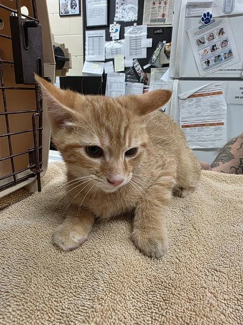 A baby small-sized male Domestic Short Hair cat named Cowboy for adoption in Aliquippa, PA