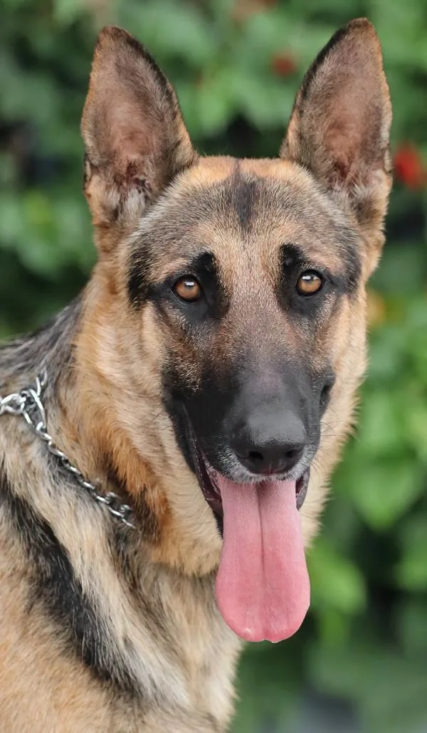 A young large-sized male Black German Shepherd Dog dog named Luke von Lucka for adoption in Los Angeles, CA