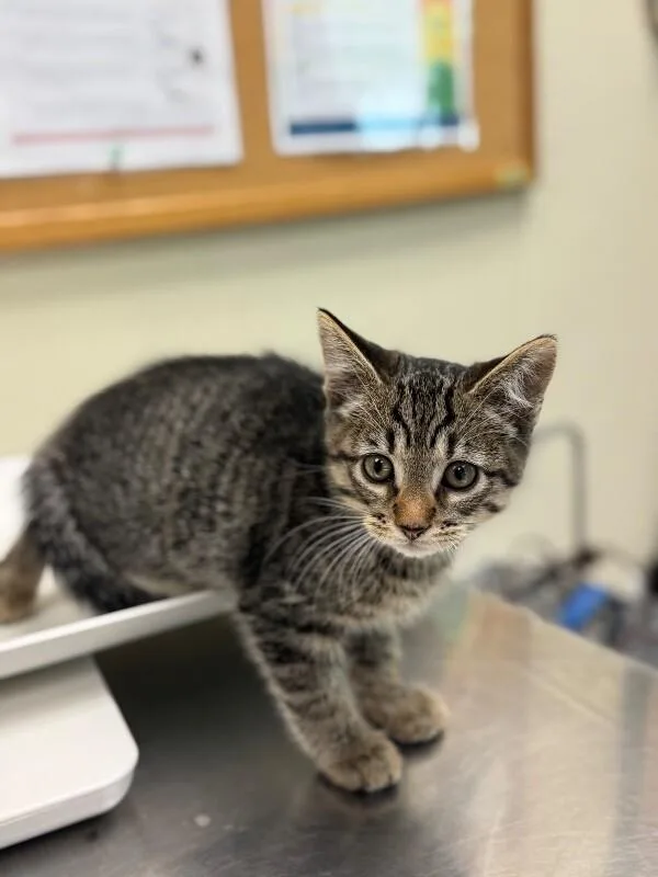 A young medium-sized male Tabby (Brown / Chocolate) Domestic Short Hair cat named Reed for adoption in Disputanta, VA