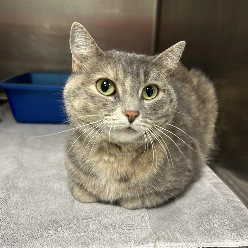 An adult medium-sized female Dilute Tortoiseshell Domestic Short Hair cat named Edison for adoption in La Grange Park, IL