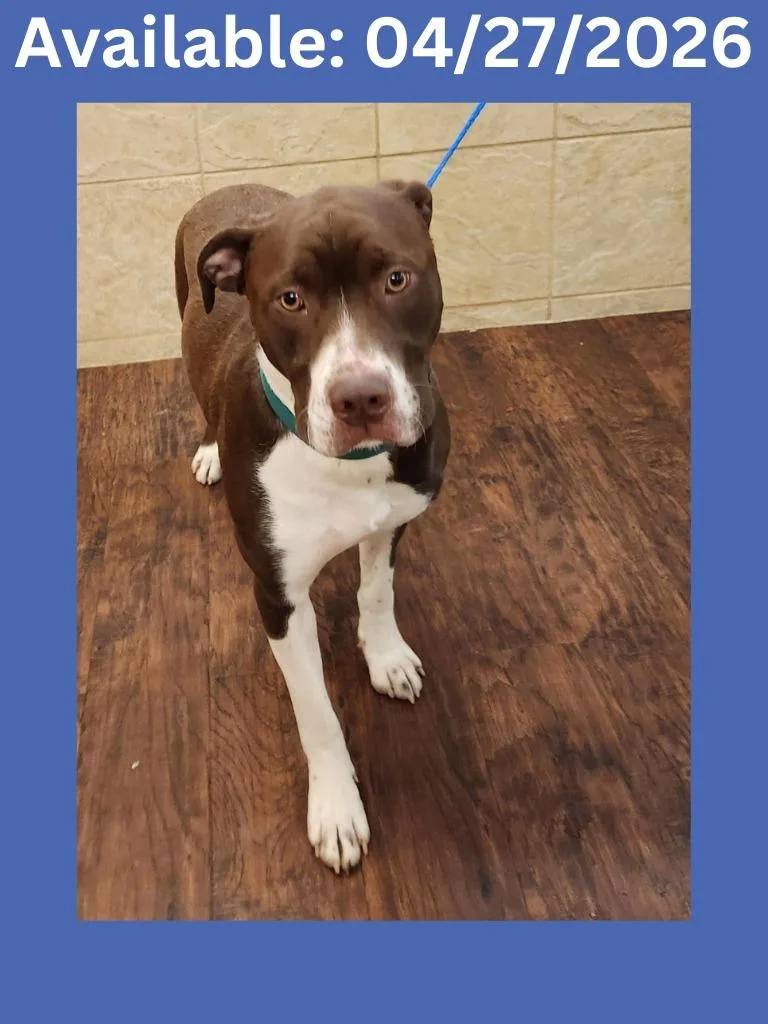 A young medium-sized male Pit Bull Terrier dog named Dog Kennel  Rudy for adoption in Greenville, TX