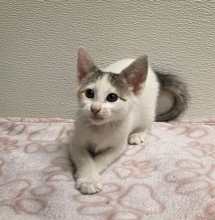 A young small-sized female Domestic Short Hair cat named Blossom for adoption in Phoenix, AZ