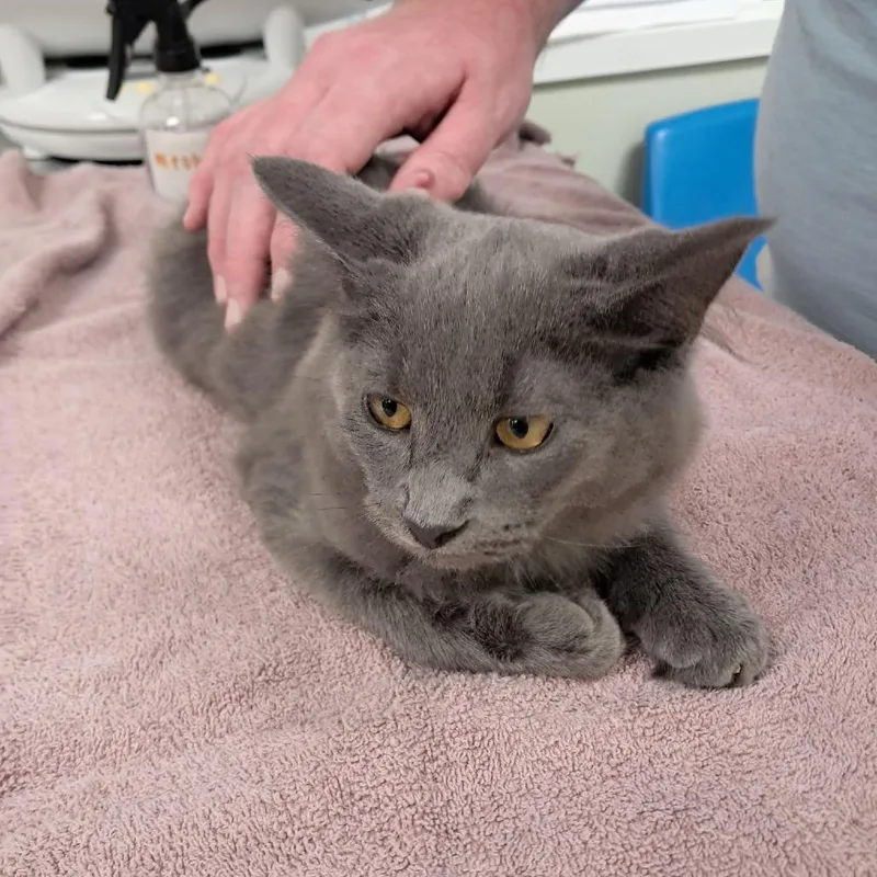 A young small-sized male Domestic Short Hair cat named Mr. Peabody for adoption in East Smithfield , PA