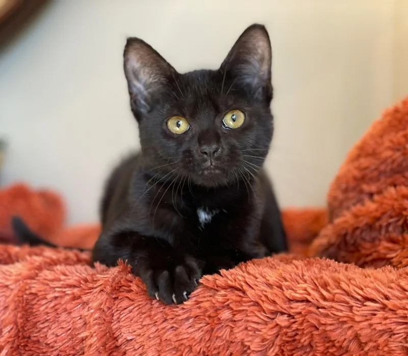 A baby medium-sized female Black Domestic Short Hair cat named Binx for adoption in Taylor, MI