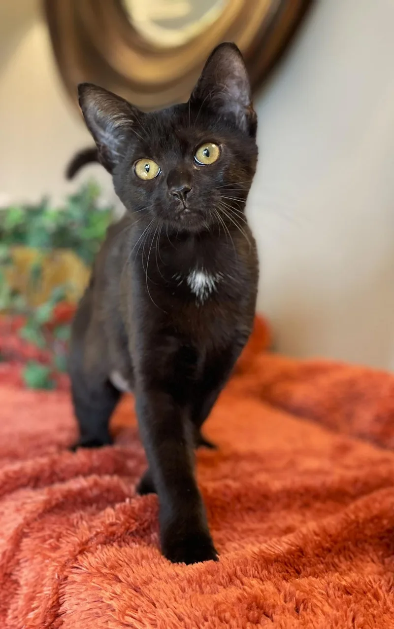 Binx thumbnail 2