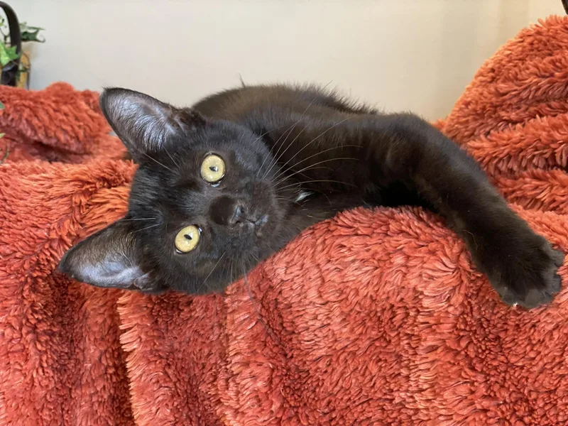 Binx thumbnail 3