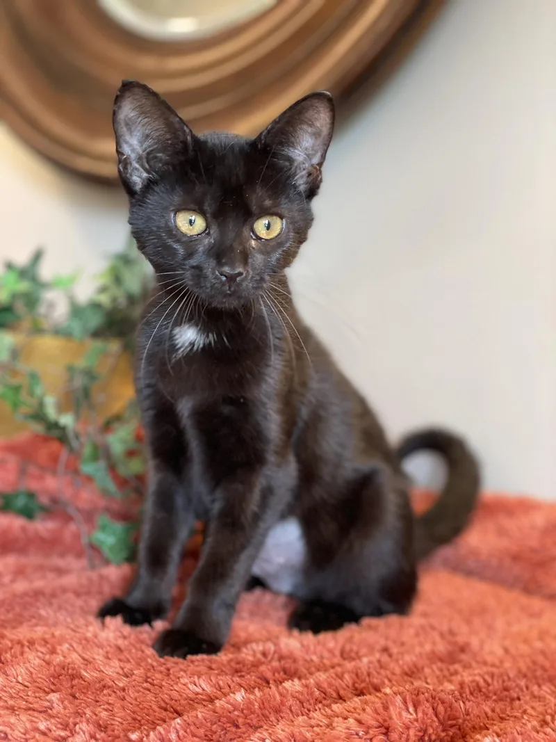 Binx thumbnail 4