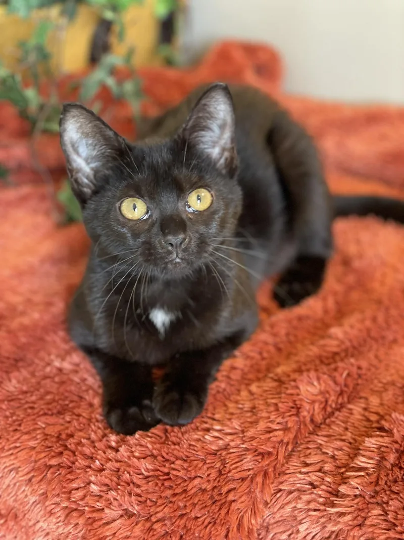 Binx thumbnail 5