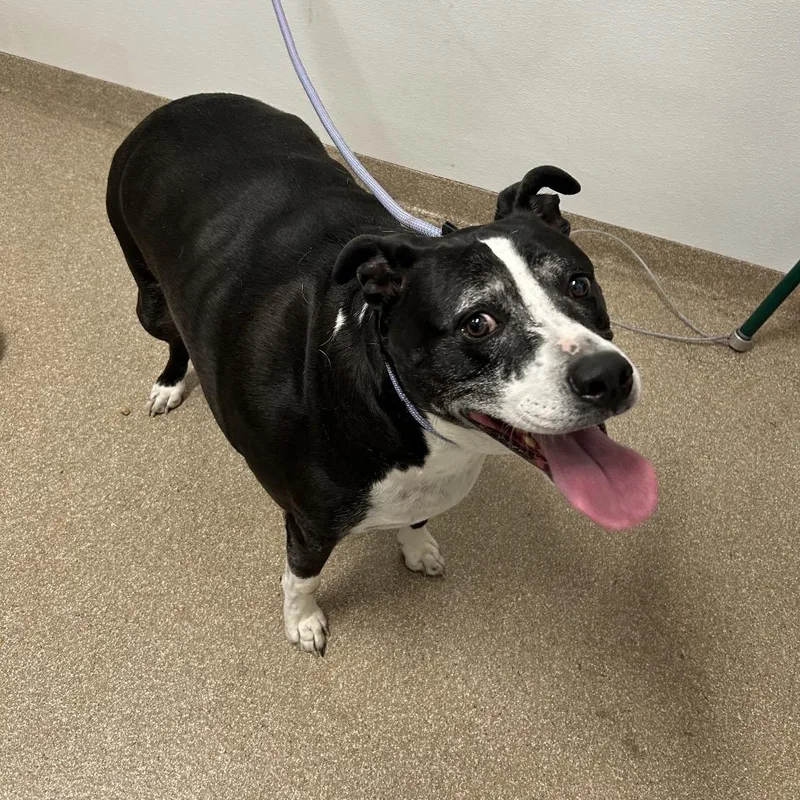An adult large-sized male Black Mixed Breed dog named Sterling for adoption in League City, TX
