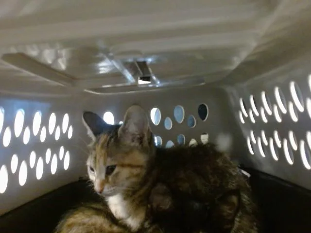 A baby small-sized female Domestic Short Hair cat named A for adoption in Oklahoma City, OK