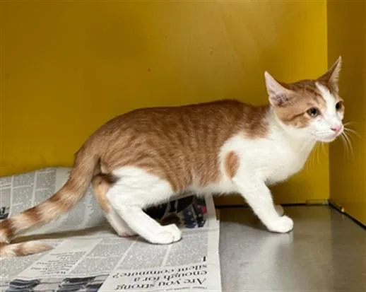 A baby large-sized male Domestic Short Hair cat named Chuck for adoption in Los Angeles, CA