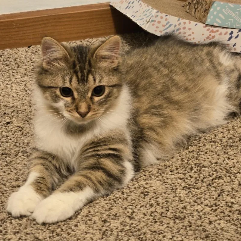 Fleece Blanket thumbnail 2