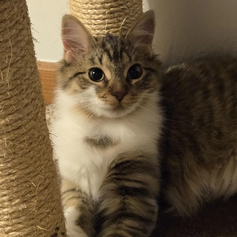 Fleece Blanket thumbnail 3