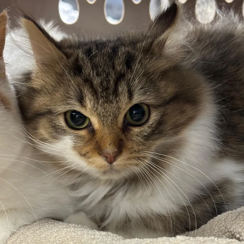 Fleece Blanket thumbnail 4