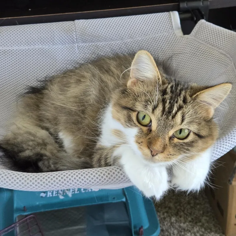 Fleece Blanket thumbnail 5