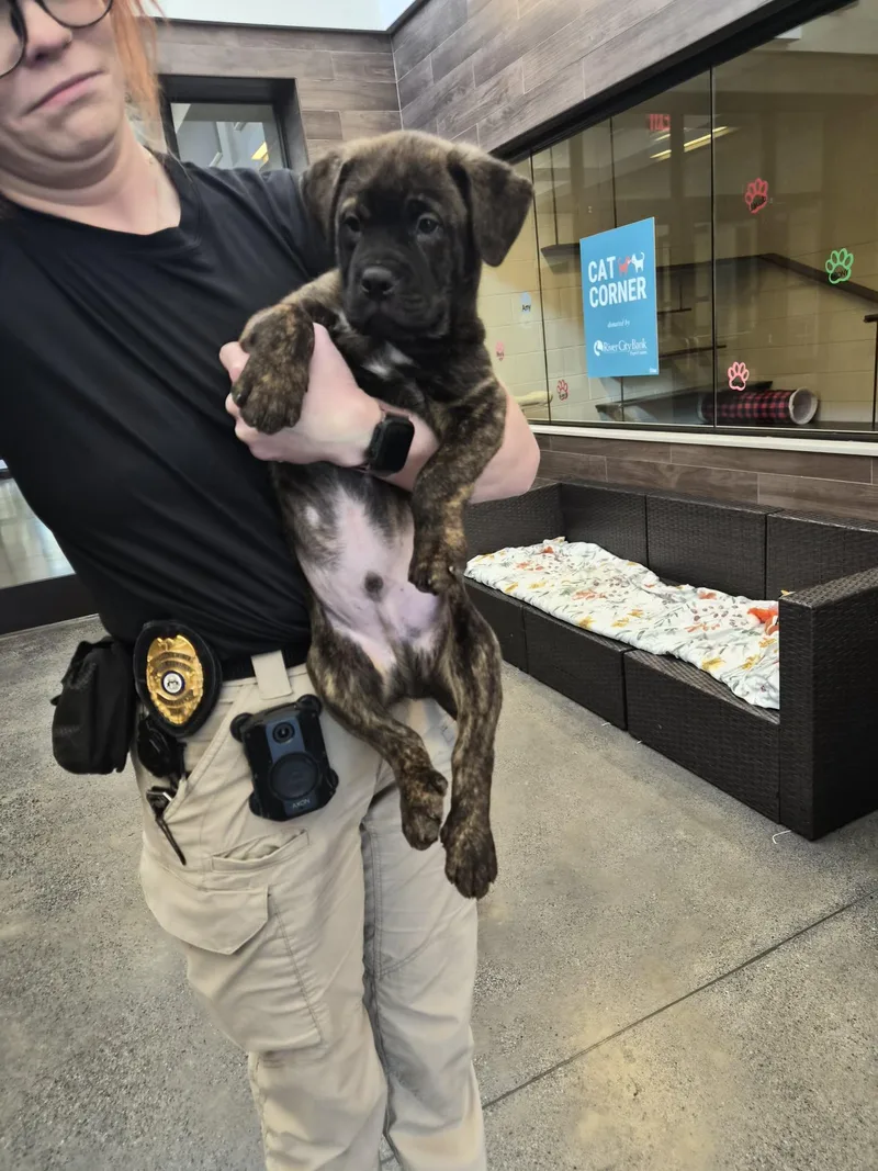 A baby medium-sized male Brindle Mixed Breed dog named Piper for adoption in Rock Hill, NY
