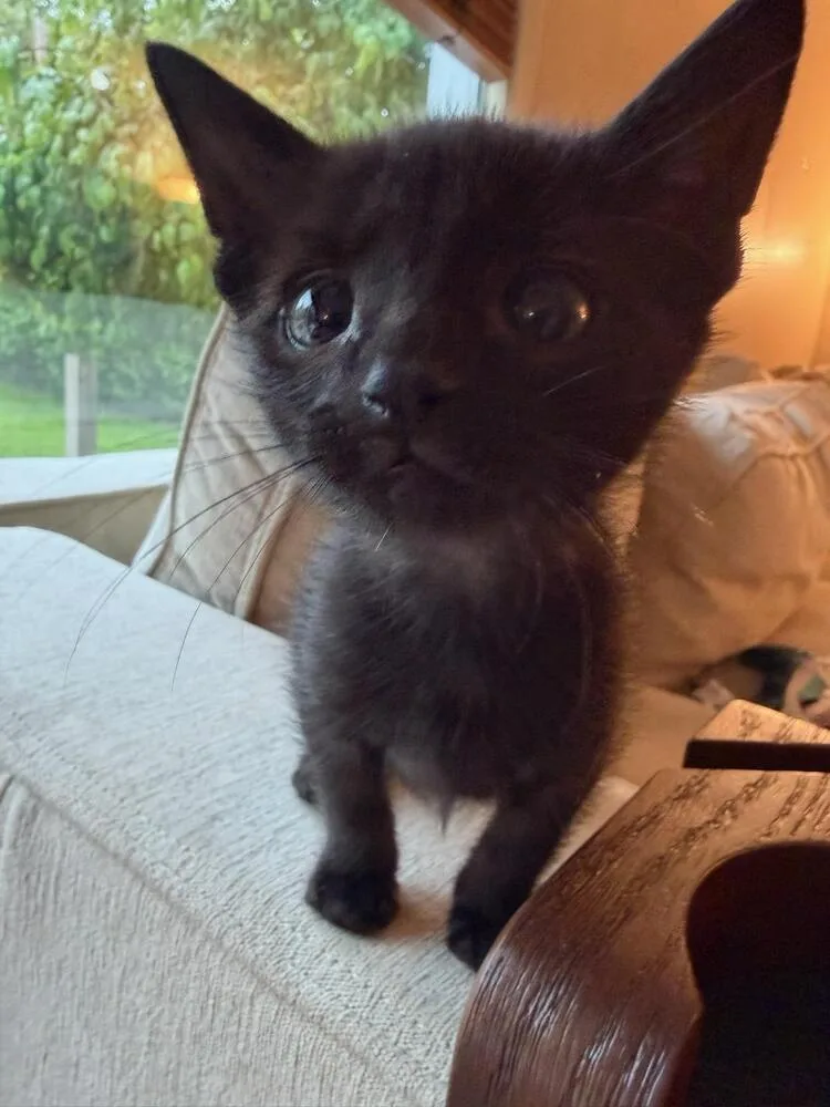 A baby small-sized male Black Domestic Short Hair cat named Ralph for adoption in Lorain, OH
