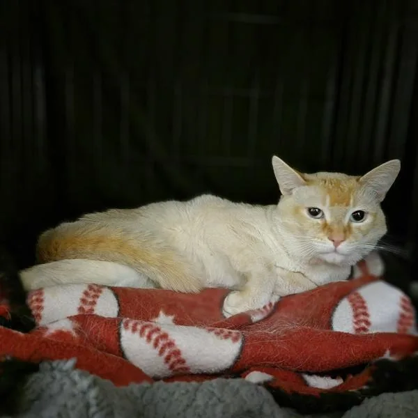 An adult medium-sized male Domestic Short Hair cat named Havarti for adoption in Oakland, CA