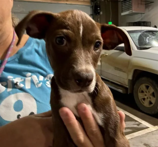 A baby small-sized male Pit Bull Terrier dog named Dalton for adoption in Colorado Springs, CO