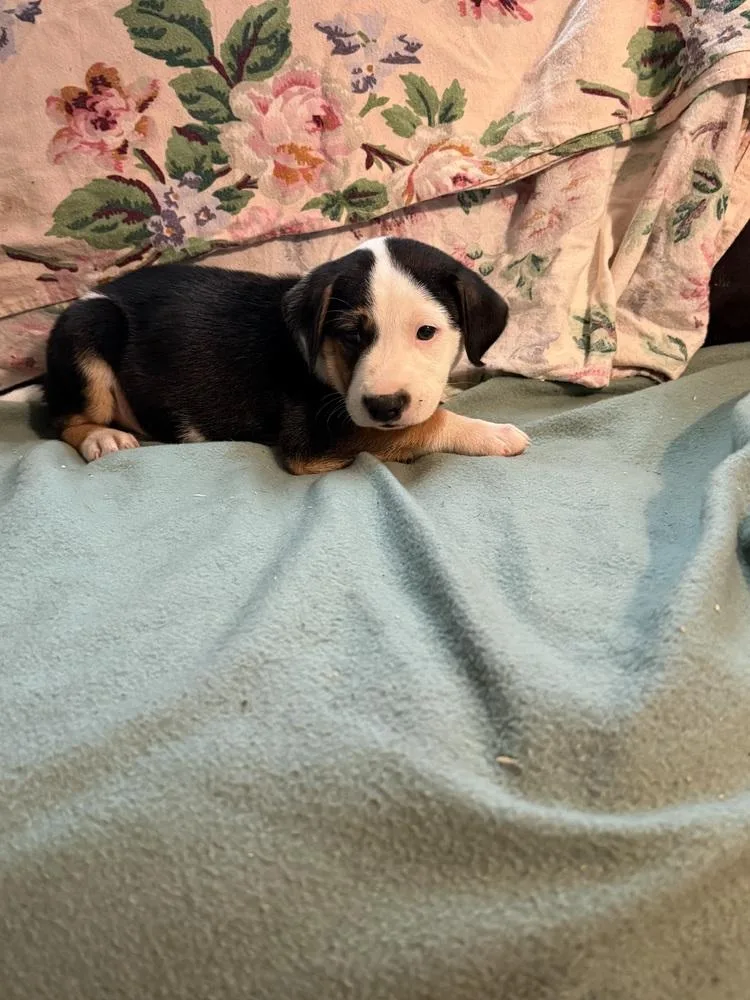 A baby medium-sized male Tricolor (Brown, Black, & White) Labrador Retriever dog named Dallas Wardell Pups for adoption in Horn Lake, MS