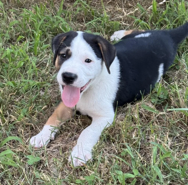 Dallas  Wardell Pups thumbnail 2