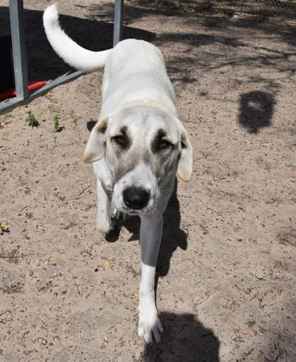 An adult extra large-sized female White / Cream Anatolian Shepherd dog named Priscilla for adoption in Inverness, FL