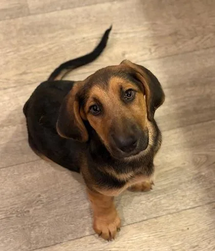 A baby medium-sized male Basset Hound dog named Ernest for adoption in Malvern, PA