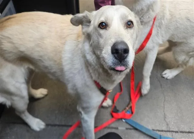 A young medium-sized female Labrador Retriever dog named Daphne for adoption in Tucson, AZ