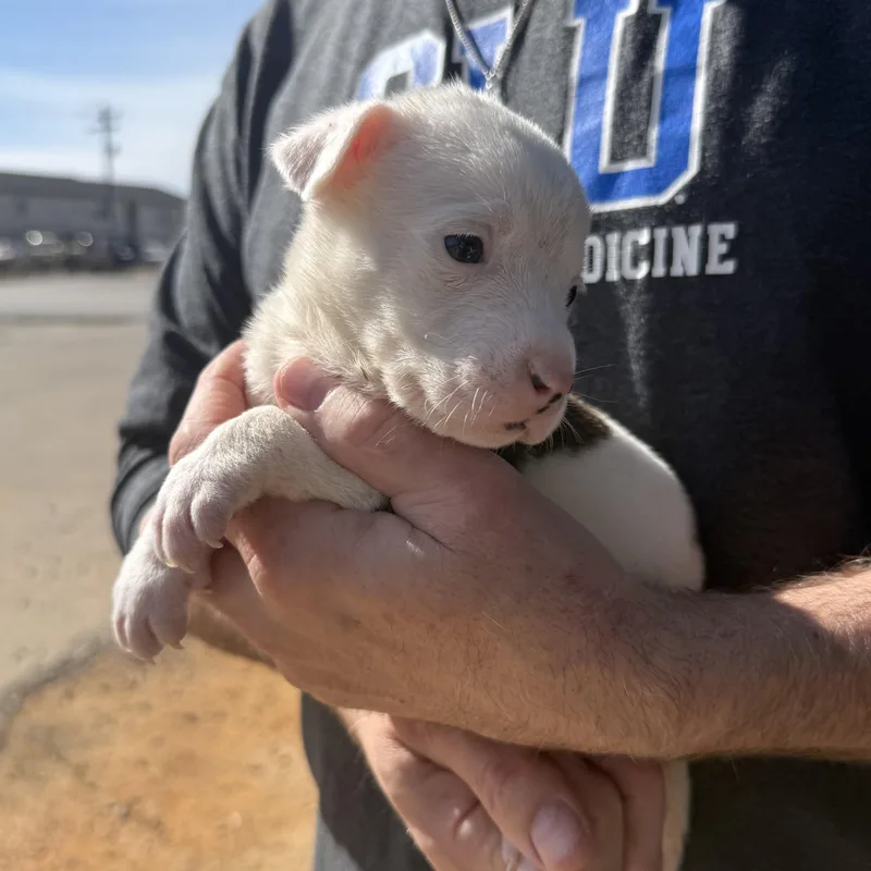 Blockbuster thumbnail 2