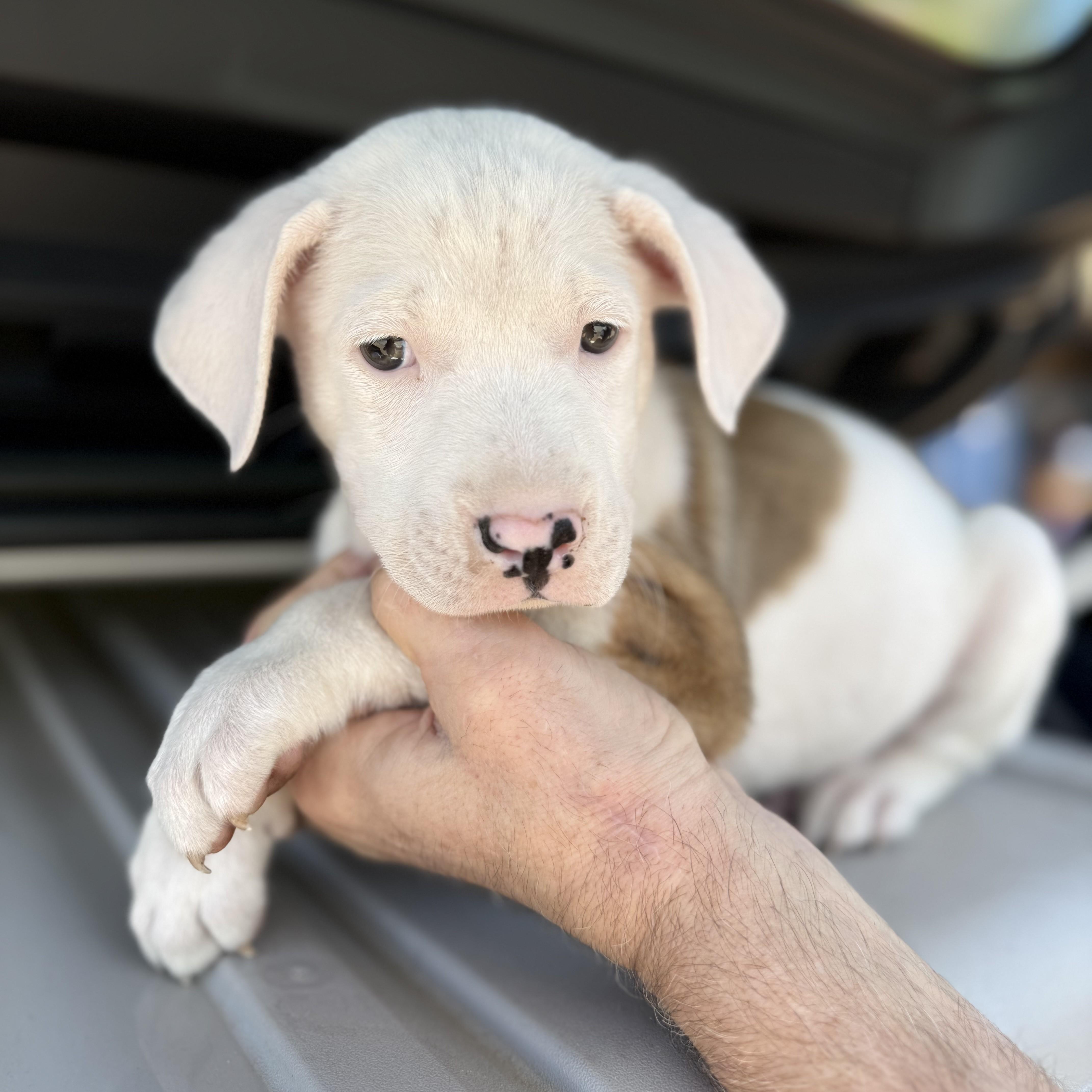 Blockbuster thumbnail 3