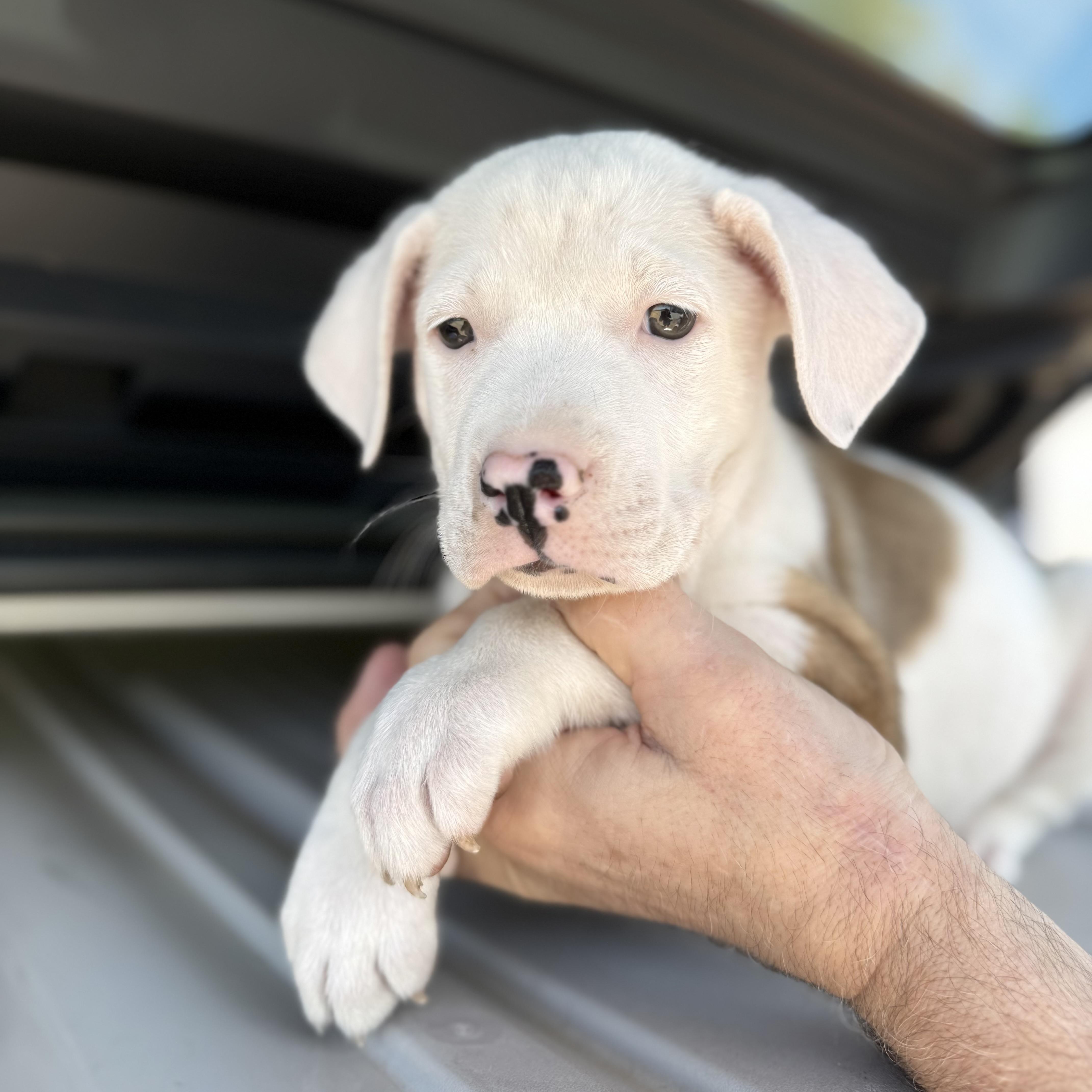 Blockbuster thumbnail 4