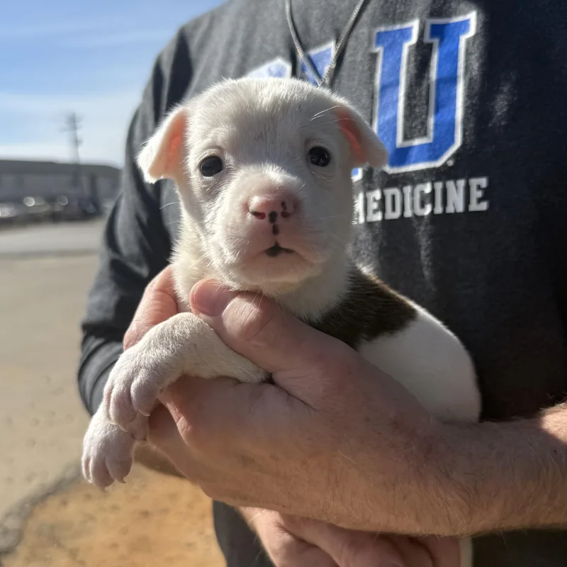 Blockbuster thumbnail 5