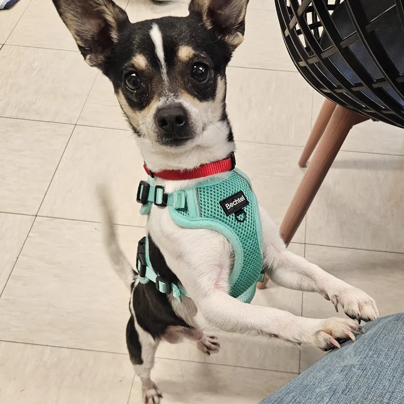 Poquito