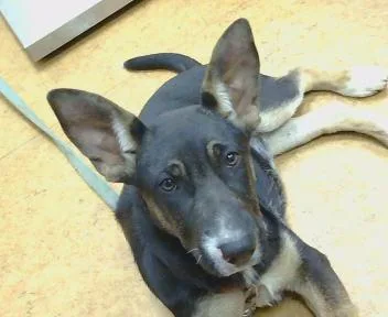 A baby small-sized female German Shepherd Dog dog named Abby for adoption in Sacramento, CA