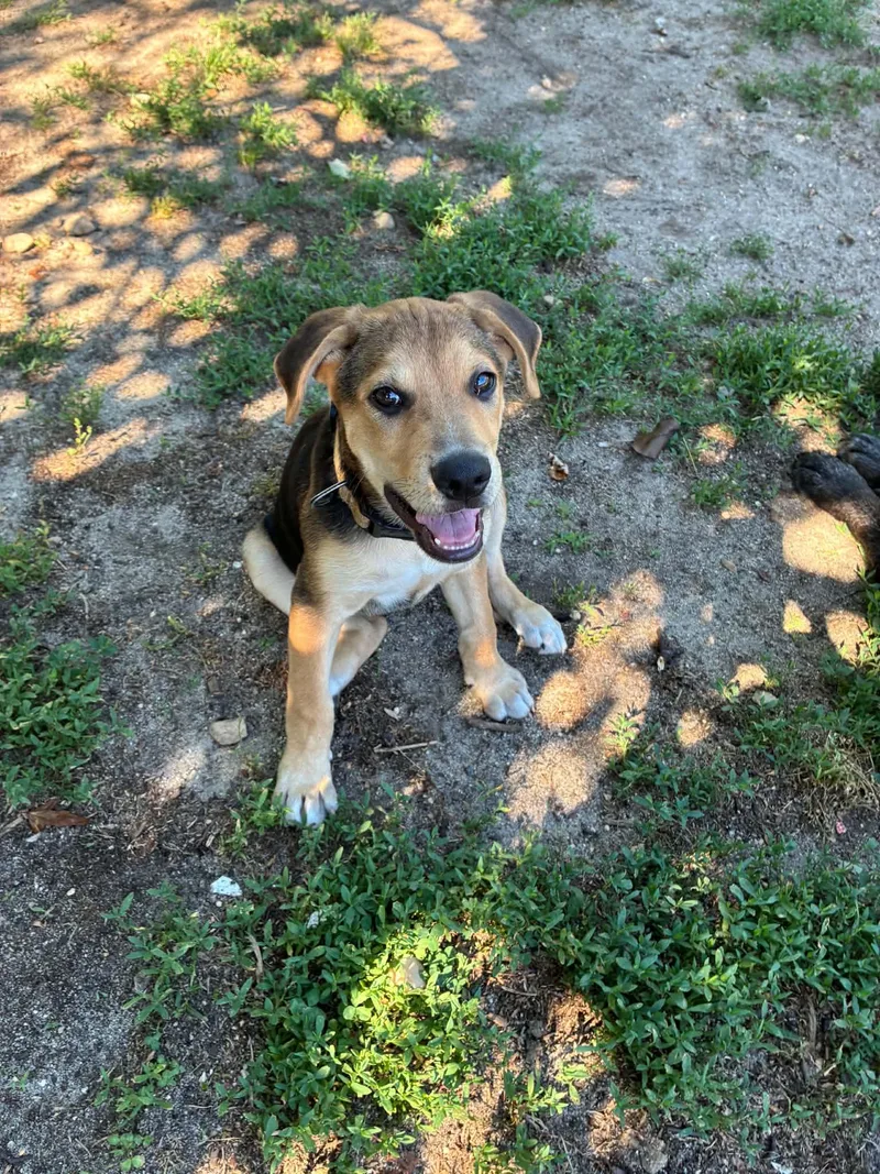 A baby large-sized male Hound dog named Benjamin for adoption in Berlin, NJ