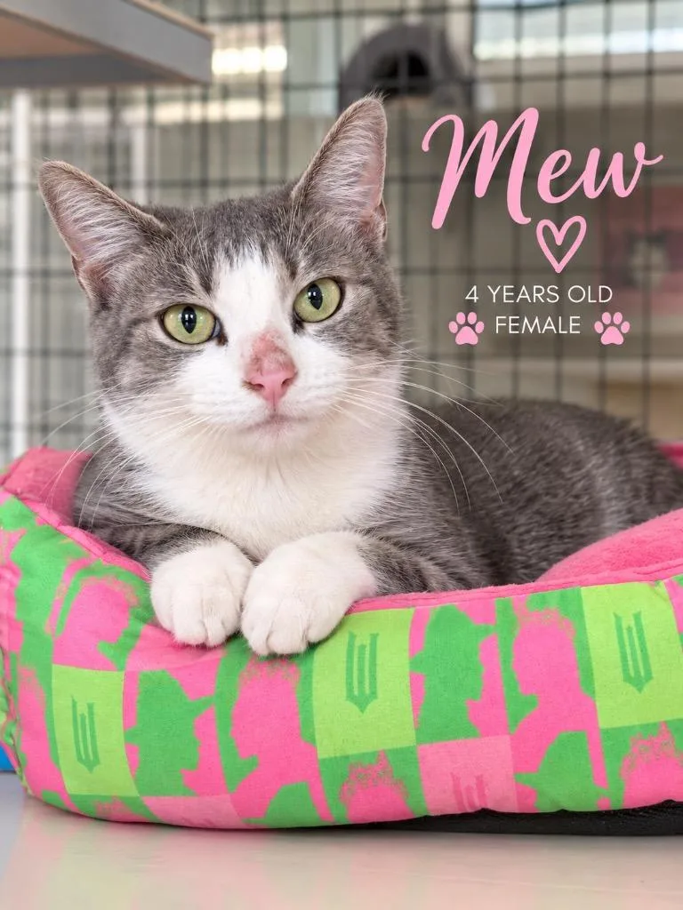An adult medium-sized female Domestic Short Hair cat named Mew for adoption in Kingsland, GA