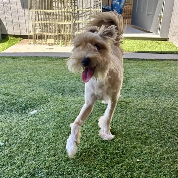 A young small-sized male Terrier dog named Cheech for adoption in Oceanside, CA
