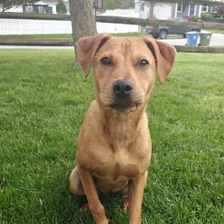 A young medium-sized female Yellow / Tan / Blond / Fawn Pit Bull Terrier dog named Emmy for adoption in Jarrettsville, MD