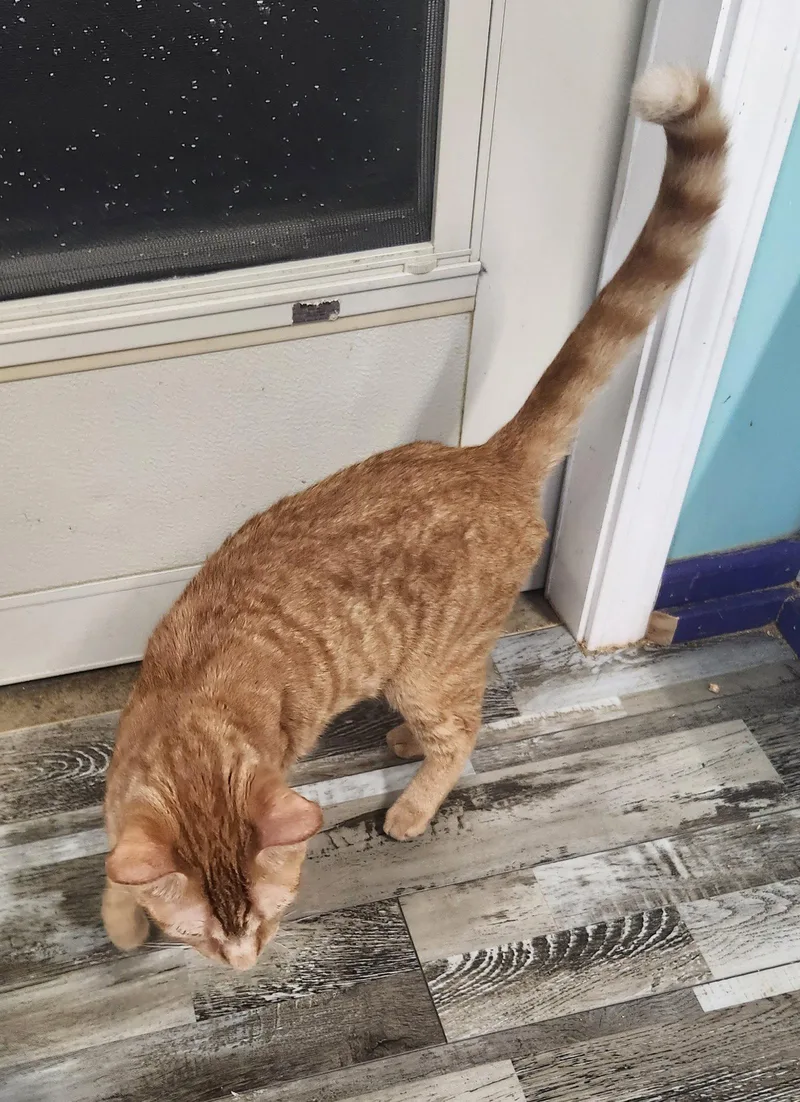 A young medium-sized male Orange / Red Domestic Short Hair cat named Babe for adoption in Crossville, TN